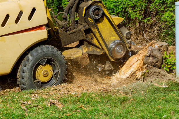 Seasonal Cleanup (Spring/Fall) in Oologah, OK